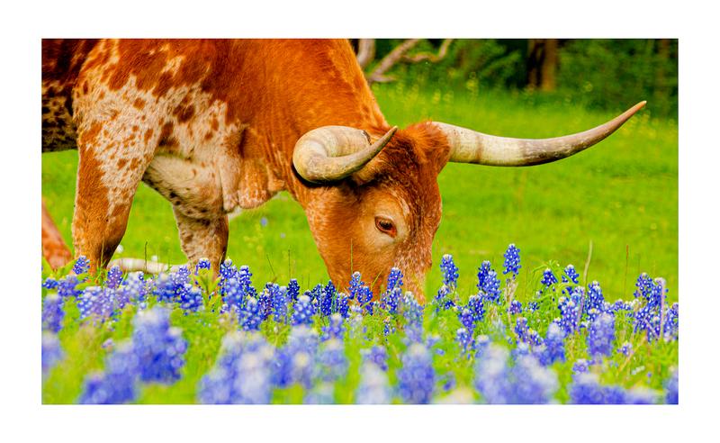 Longhorn Grazing in Bluebonnets