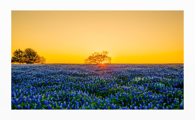 Field of Bluebonnets