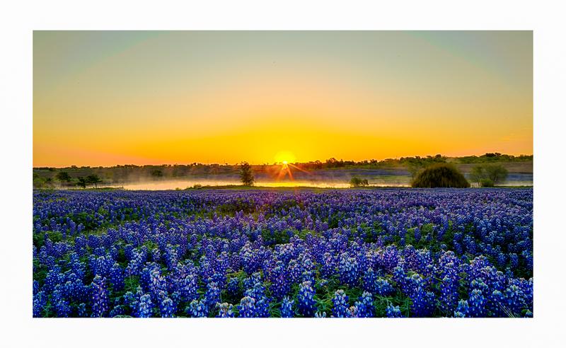 Sunrise Over Bluebonnets