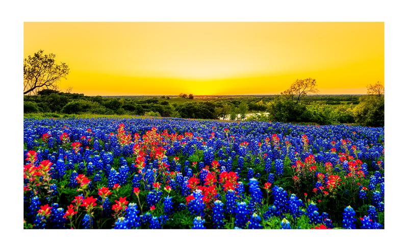 Sunset Behind a Field of Bluebonnets