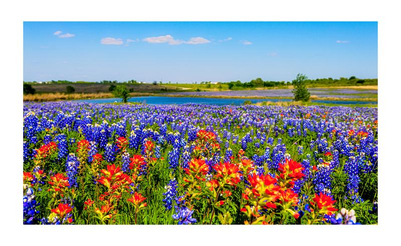 Field of Bluebonnets