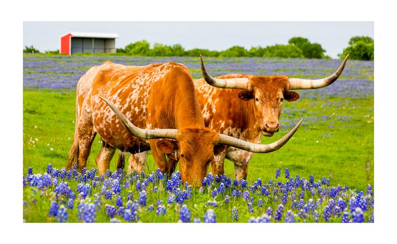 Texas Longhorns in a Field of Bluebonnets