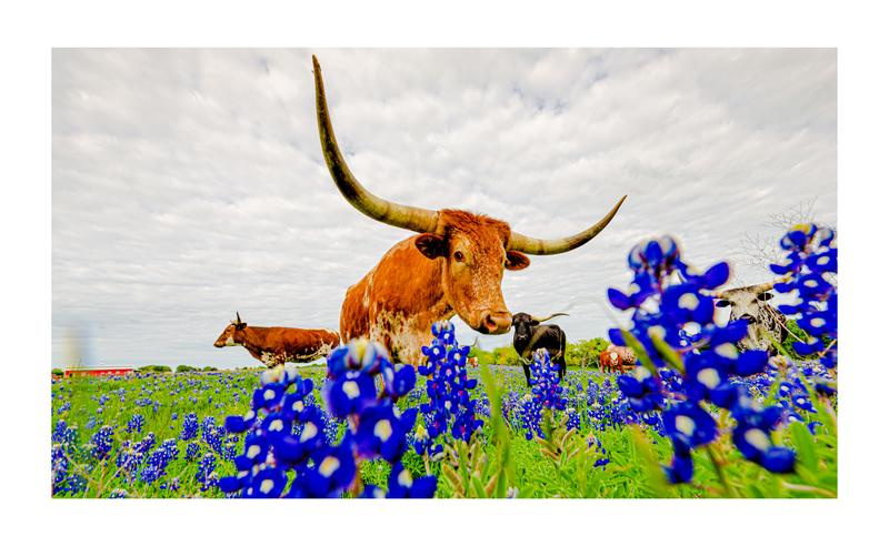 Longhorn in Bluebonnet Field