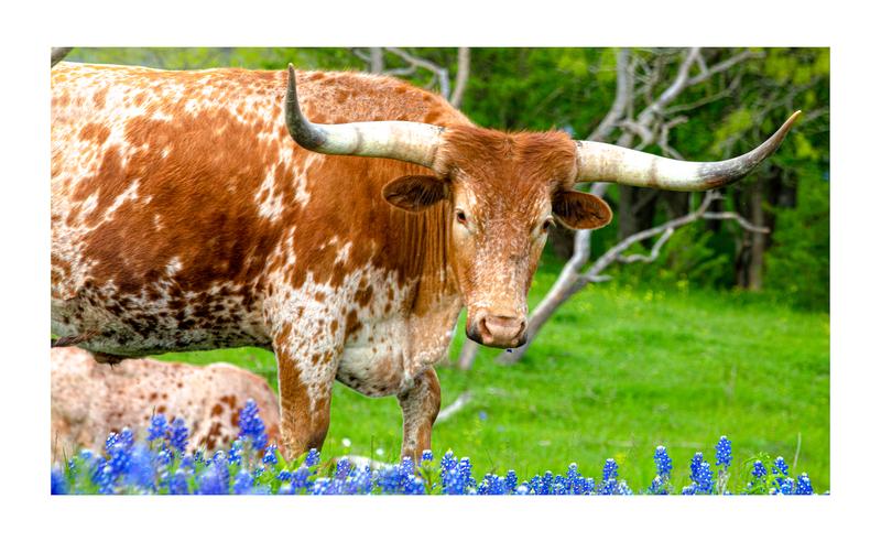 Texas Longhorns